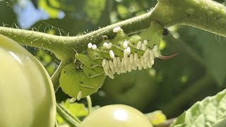 Common Tomato Pest Hornworm Caterpillar Prevention Treatment and Parasitic Wasps  Bog Life [upl. by Dranoc]