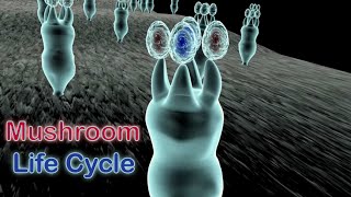 Life Cycle of Mushrooms in the Phylum Basidiomycota [upl. by Monk]