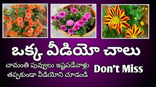 ఇక చామంతి పూలు బాగా పూస్తాయిhow to get more blooms MokkalathoManamhow plants terracegardens [upl. by Laicram]