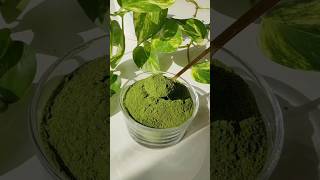 Moringa Powder shortsviral moringapowder healthychoice moringa dietdrink drink [upl. by Atirres116]