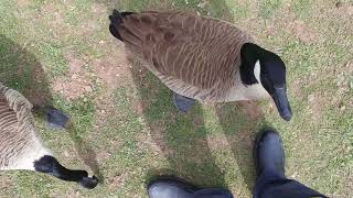 FEEDING MY PET CANADIAN GEESE ABBOTT  COSTELLO AT NOMAHEGAN PARK CRANFORD NJ [upl. by Nostrebor]