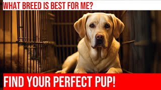 Labrador vs Golden Retriever Which Breed is Best for You [upl. by Hedberg]