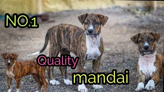 no1 QUALITY MANDAI SALE 6381274326MANDHAI OR RAMNAD MANDAI [upl. by Hahsi]