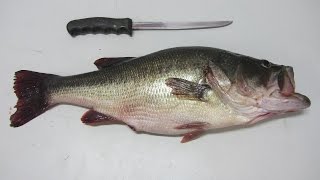 HOW TO FILLET A BASS [upl. by Weasner]