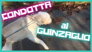 ADDESTRARE il CANE ad andare al GUINZAGLIO SENZA TIRARE [upl. by Airemat]