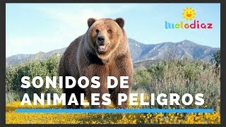 💖 Sonidos de Animales Peligrosos para Niños y Bebés 💖 [upl. by Salvidor]