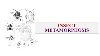 Insect Metamorphosis [upl. by Clintock679]