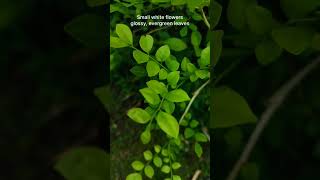 Satinwood Plant shorts shortsfeed ytshorts nature green plants didyouknow garden savegreen [upl. by Rutherfurd628]