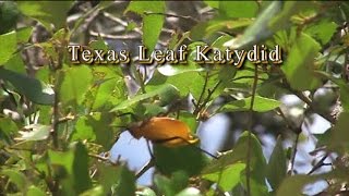 Texas Leaf Katydid [upl. by Prospero]