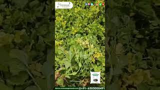 Black Gram Seeds  Thanneu Suresh  Srinivasa Agro Seeds [upl. by Gabbi411]