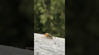 A wasp digging into the wood  shorts shortsvideo [upl. by Hoffert]