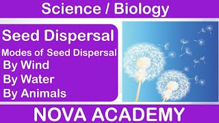 Seed Dispersal  Reproduction in Plants  Science Class 7th  Chapter 12  Biology [upl. by Bikales]