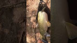 20lb carp on 4lb line youtubeshorts fishing challenge shorts youtube shortvideo shortsfeed [upl. by Solakcin]