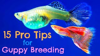 Guppy Fish Breeding 15 Pro Tips You Need to Know [upl. by Notnerb]