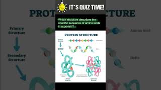 Protein structure [upl. by Niad]