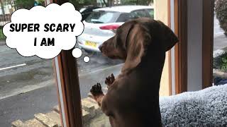 Funny Miniature Dachshund video Silly sausage dog Wiener Dog Dachshund compilation [upl. by Enimsay]