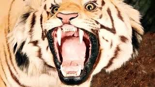 Sumatran Tiger Roar 🐅 🔊 [upl. by Kramnhoj]