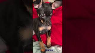 Minyatür Pinscherları Tanıyalım💜📢köpekler doglovers dogs köpekirkları minyatürpinscher [upl. by Vevay]