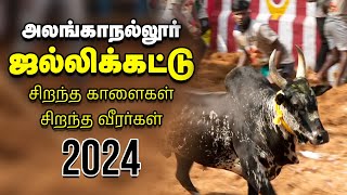 Jallikattu 2024 அலங்காநல்லூர் ஜல்லிக்கட்டு களத்தில் மல்லுக்கட்டும் காளையர்  Vikatan [upl. by Llehsyt]