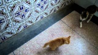 chatte jouant avec son chaton [upl. by Humfried]