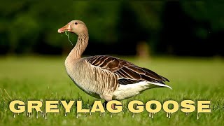 Greylag goose sounds goose honking [upl. by Martinson]