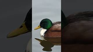 The mallard wild duck Anas platyrhynchos [upl. by Hebbe]