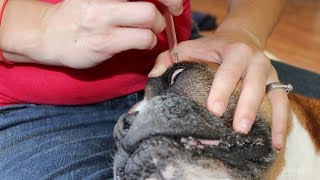 My 3 Favorite Dog Eye Infection Home Remedies Safe and Natural [upl. by Ahsenat]