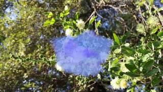 Sweet Inga tree Pithecellobium dulce black bead tree Monkeypod tree [upl. by Moscow]