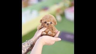 True Toy Poodle Teacup Dog [upl. by Ettenav]