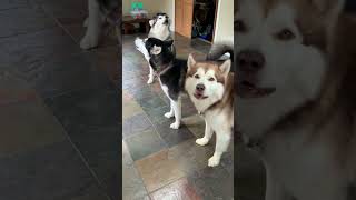 123Howling Song dogshowling alaskanmalamutes malamutelovers o [upl. by Mauri]