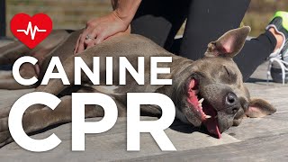 How To Perform Canine CPR What You Must Know [upl. by Atauqal]