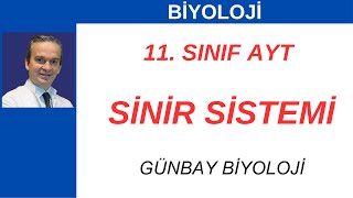 Biyoloji AYT 11sınıf Sinir Sistemi 2Bölüm [upl. by Kimitri744]