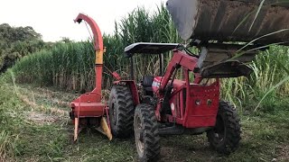 Trator massey ferguson 255 com ensiladeira menta no corte do capim açu [upl. by Elston935]