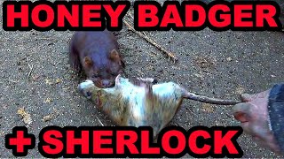 Honey Badger and Sherlock the Mink WIPE OUT Rat Infestation [upl. by Elocn]