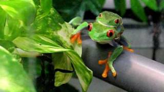 Agalychnis callidryas en chambre de pluie  amplexus et recherche du site de ponte [upl. by Aliakim]