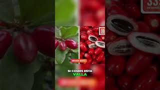 ¿Qué fruta transforma tus papilas gustativas [upl. by Nossaj211]