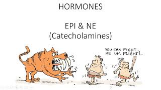 EPINE  Catecholamines [upl. by Olegnaleahcim869]