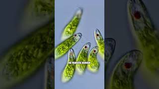 O movimento hipnotizante da microalga Euglena microbiologia microorganismos [upl. by Alice195]