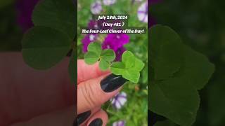 481 Consecutive Days Finding The FourLeaf Clover of The Day fourleafclover nature [upl. by Owiat]