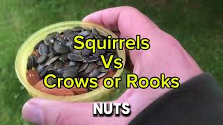 AiGV Squirrels Vs CrowsRooks [upl. by Harak]