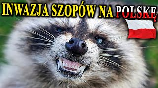 SZOPY PRACZE Podbijają Polskę  Czym To Grozi [upl. by Ylicis]