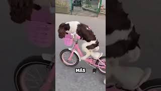 Perro aprende a usar Bicicleta [upl. by Elleret330]