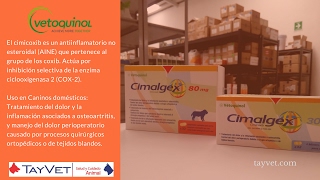 Cimalgex de Laboratorios Vetoquinol  Tayvet Distribuidora Veterinaria [upl. by Egres]