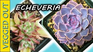 ECHEVERIA  LOLA AGAVOIDES MORE  Plants From My Old Succulent Collection [upl. by Otrevire88]