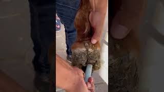 Hoof abscess amp fistula in horses [upl. by Zeugirdor]