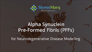 Video Alpha Synuclein PreFormed Fibrils PFFs and Oligomers for Modelling Parkinsons Disease [upl. by Nwahsirhc]