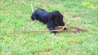 Kasey adorable cocker spaniel 07 months old [upl. by Inava578]