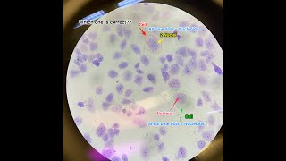 Cell Viability Assays [upl. by Buchalter564]