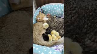 Cats vs chickens 🥰🥰🥰funnycats fyp funny cat catlovers [upl. by Ariel]