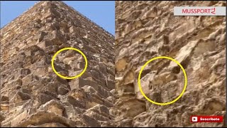 Perrito conquista la cima de la pirámide de Giza en Egipto y baja como si nada [upl. by Carolus]